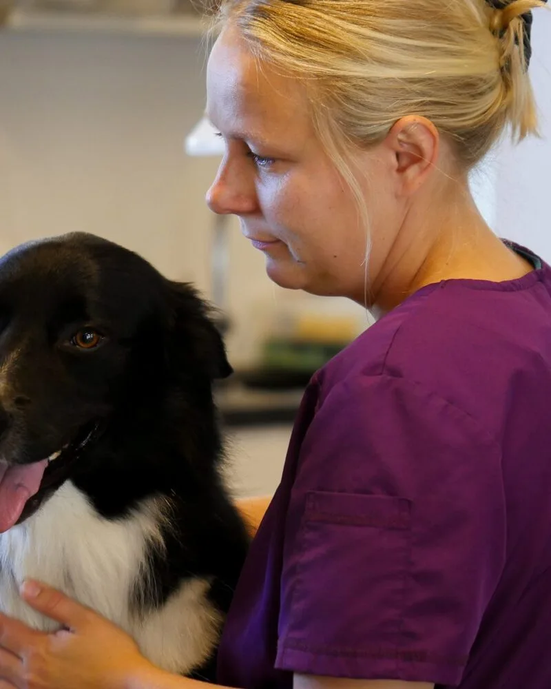 Tryg og grundig behandling af dit kæledyr, fra hverdagsbesøg til specialkirurgi