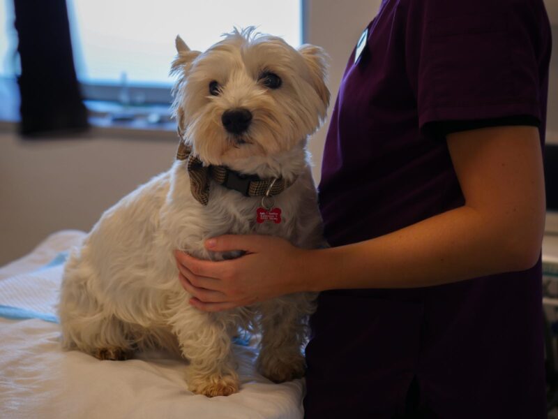 Sankt Bernhardshund på Center Dyreklinik i Viborg