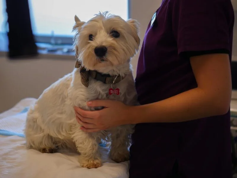 Sankt Bernhardshund på Center Dyreklinik i Viborg