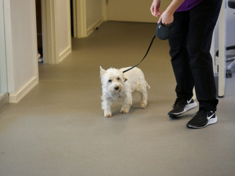 Hundetræning